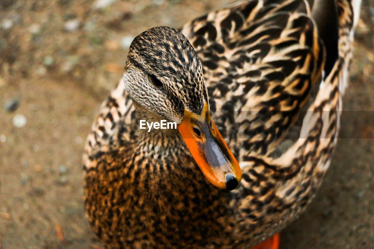 CLOSE-UP OF MALLARD DUCK