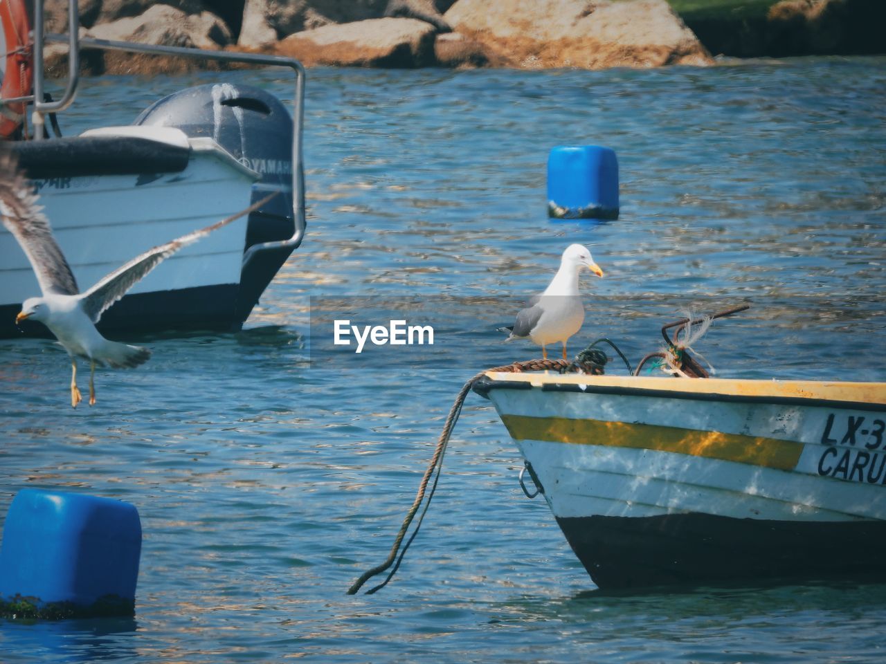 water, wildlife, animal, animal themes, bird, animal wildlife, nautical vessel, sea, transportation, mode of transportation, boat, group of animals, seagull, nature, no people, vehicle, day, perching, moored, boating, blue, outdoors, seabird