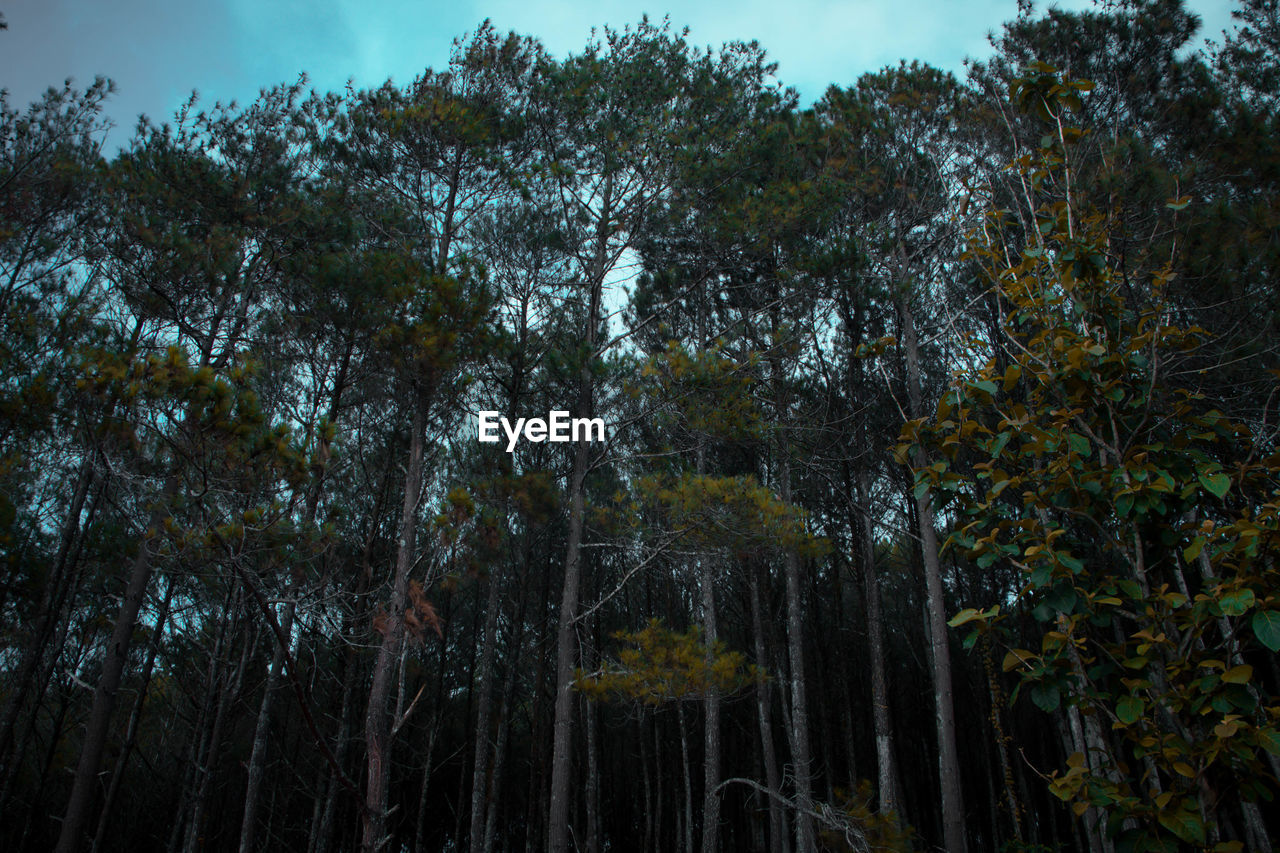 LOW ANGLE VIEW OF TREES GROWING IN FOREST