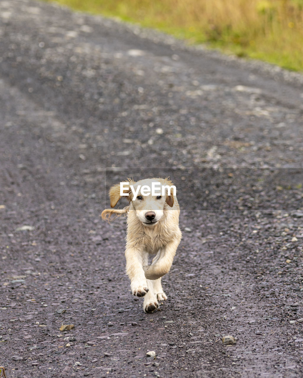 A young golden retriever puppy at play