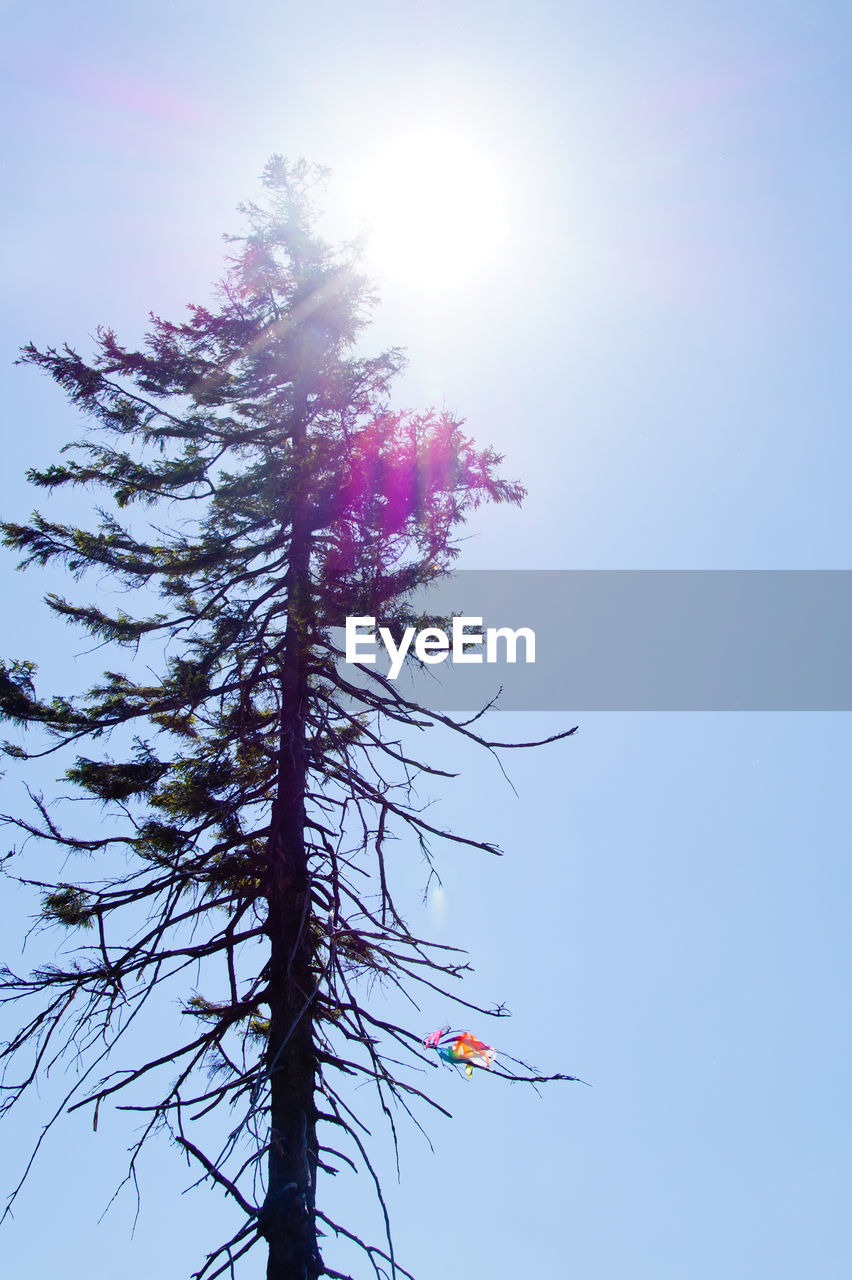 Low angle view of tree against clear sky