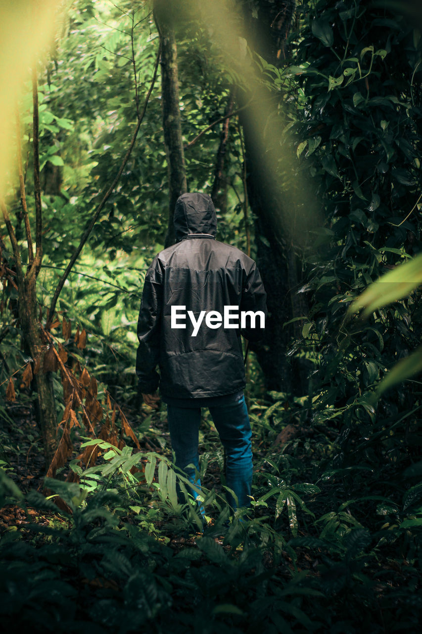 Rear view of man walking in forest