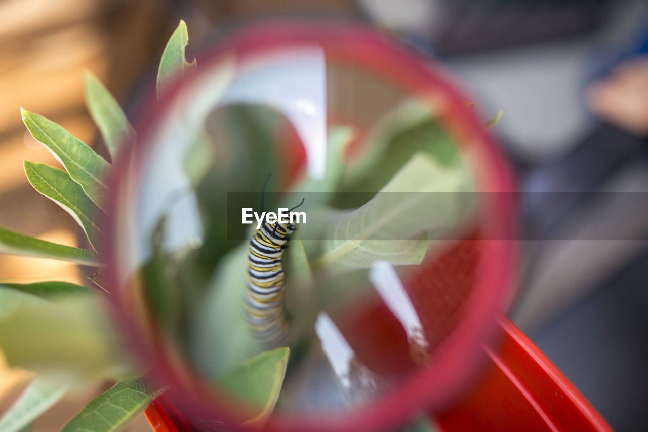 Close-up of caterpillar on leaf seen through magnifying glass