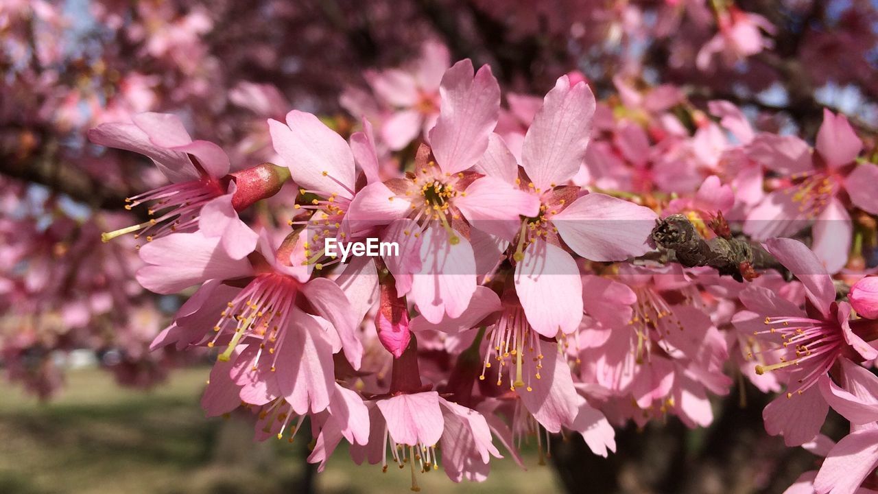 CLOSE-UP OF INSECT ON PINK FLOWER