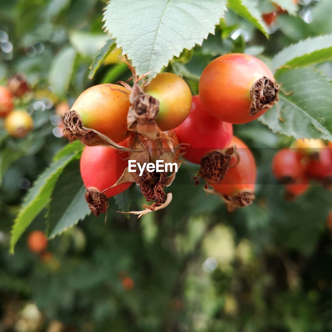 CLOSE-UP OF BERRIES ON PLANT