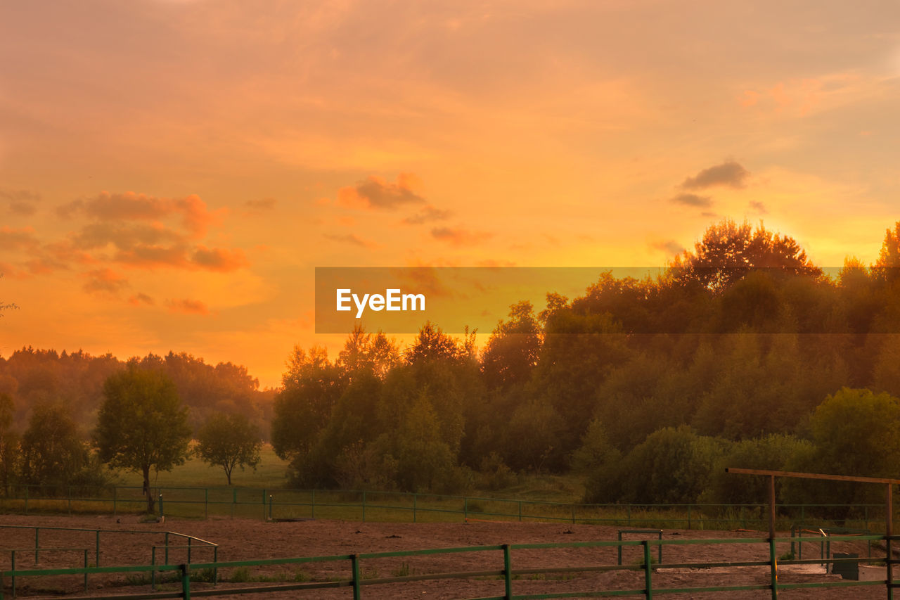 TREES AND PLANTS ON FIELD AGAINST SKY DURING SUNSET