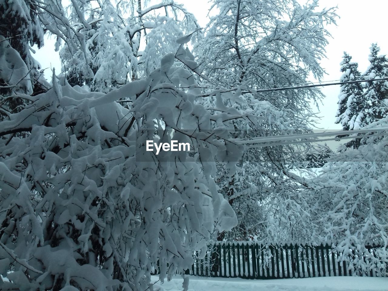 CLOSE-UP OF SNOW COVERED TREE