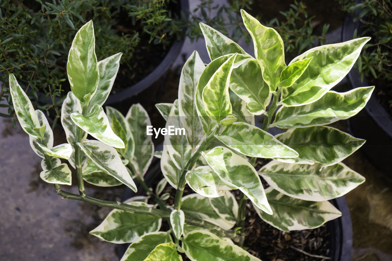 HIGH ANGLE VIEW OF LEAVES IN PLANT