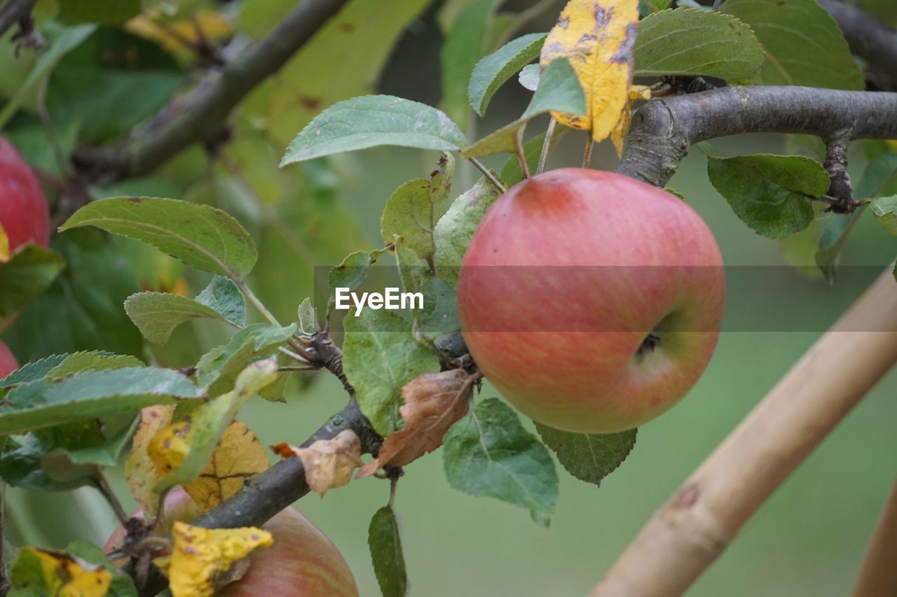 CLOSE-UP OF FRUITS GROWING ON TREE