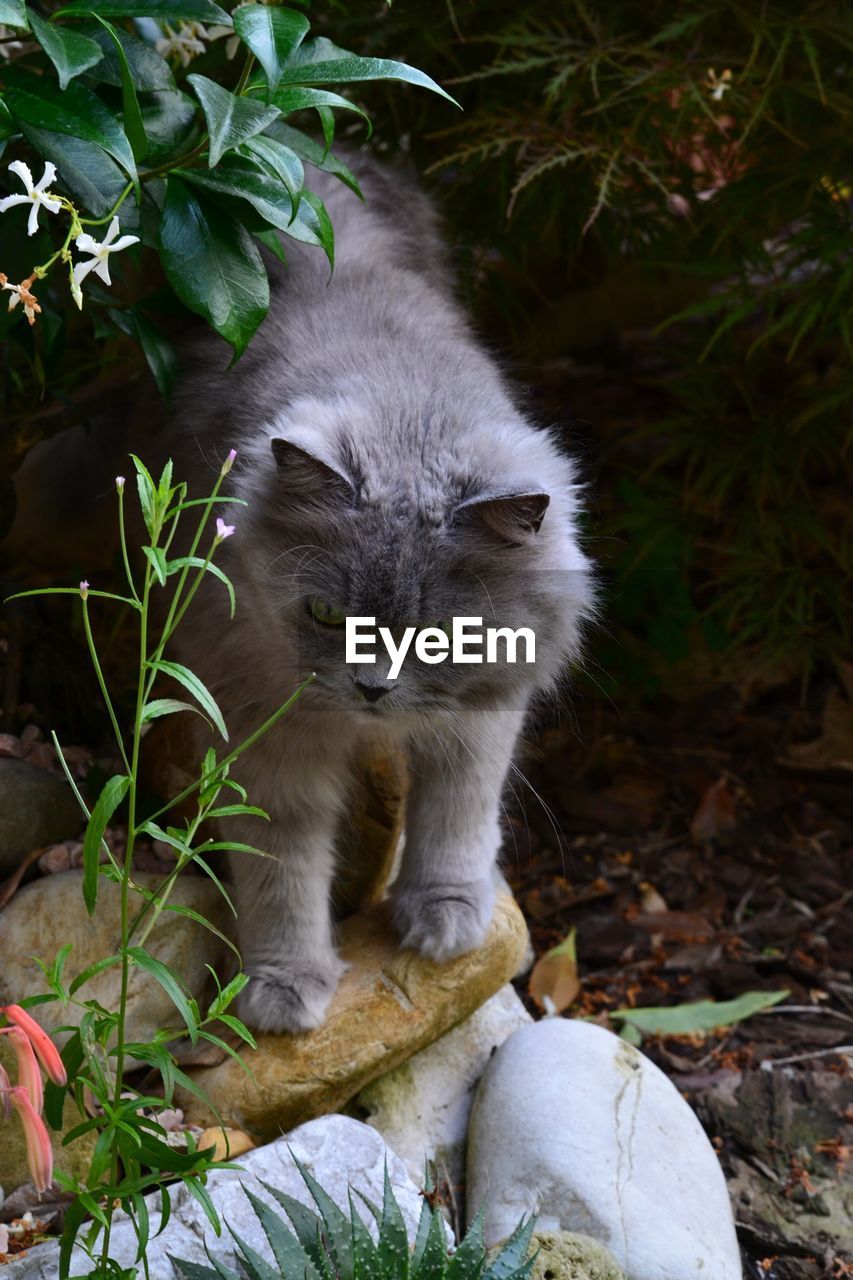 Close-up of cat standing on stones at field