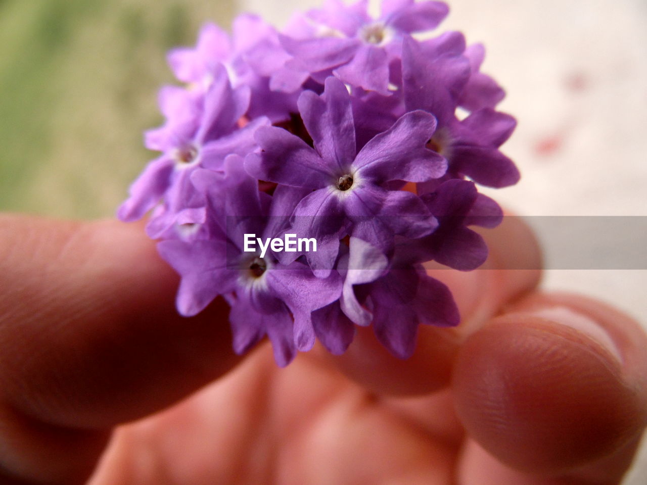 Close-up of hand holding flower