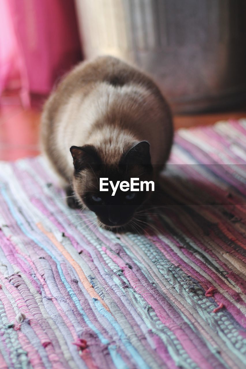 CLOSE-UP OF CAT RELAXING ON FLOOR