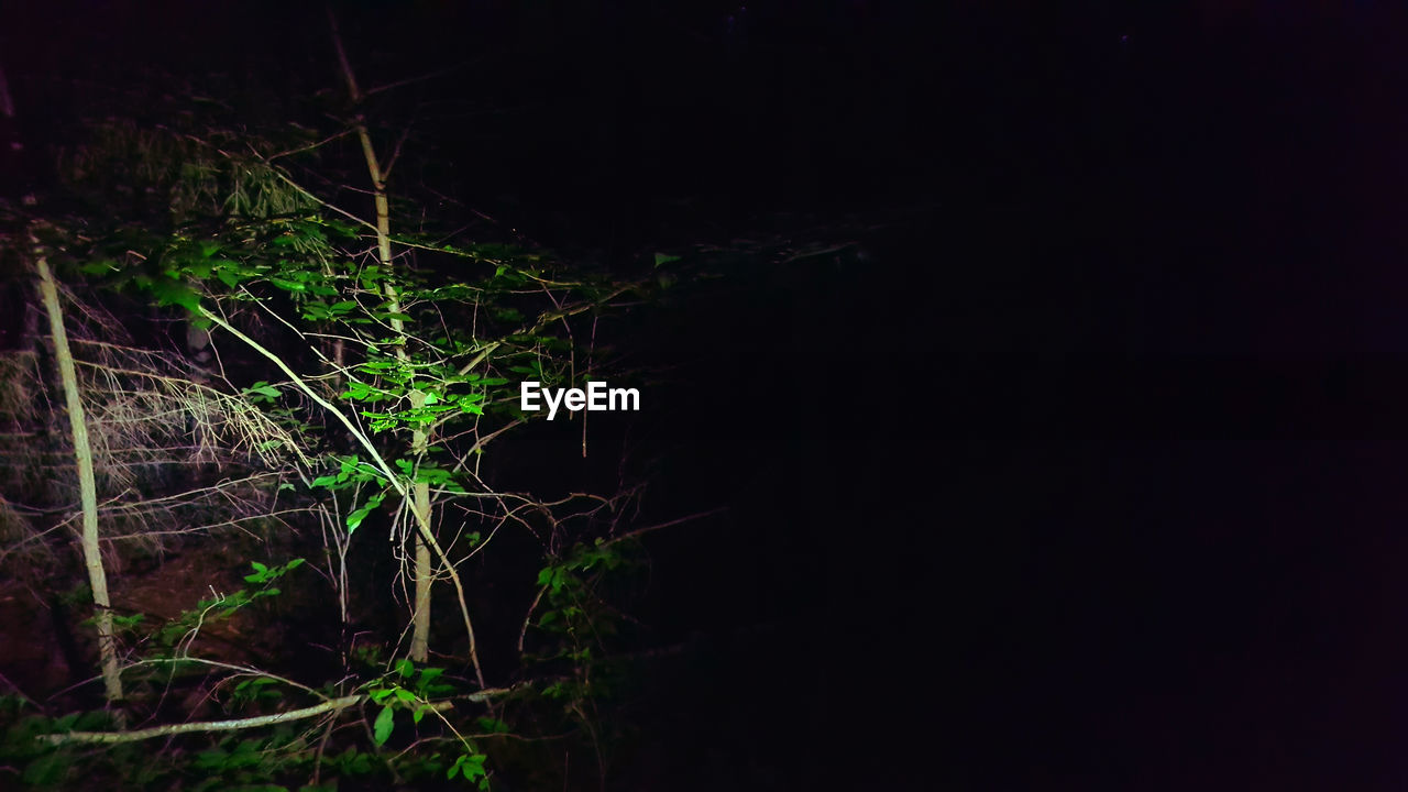 VIEW OF TREES AT NIGHT