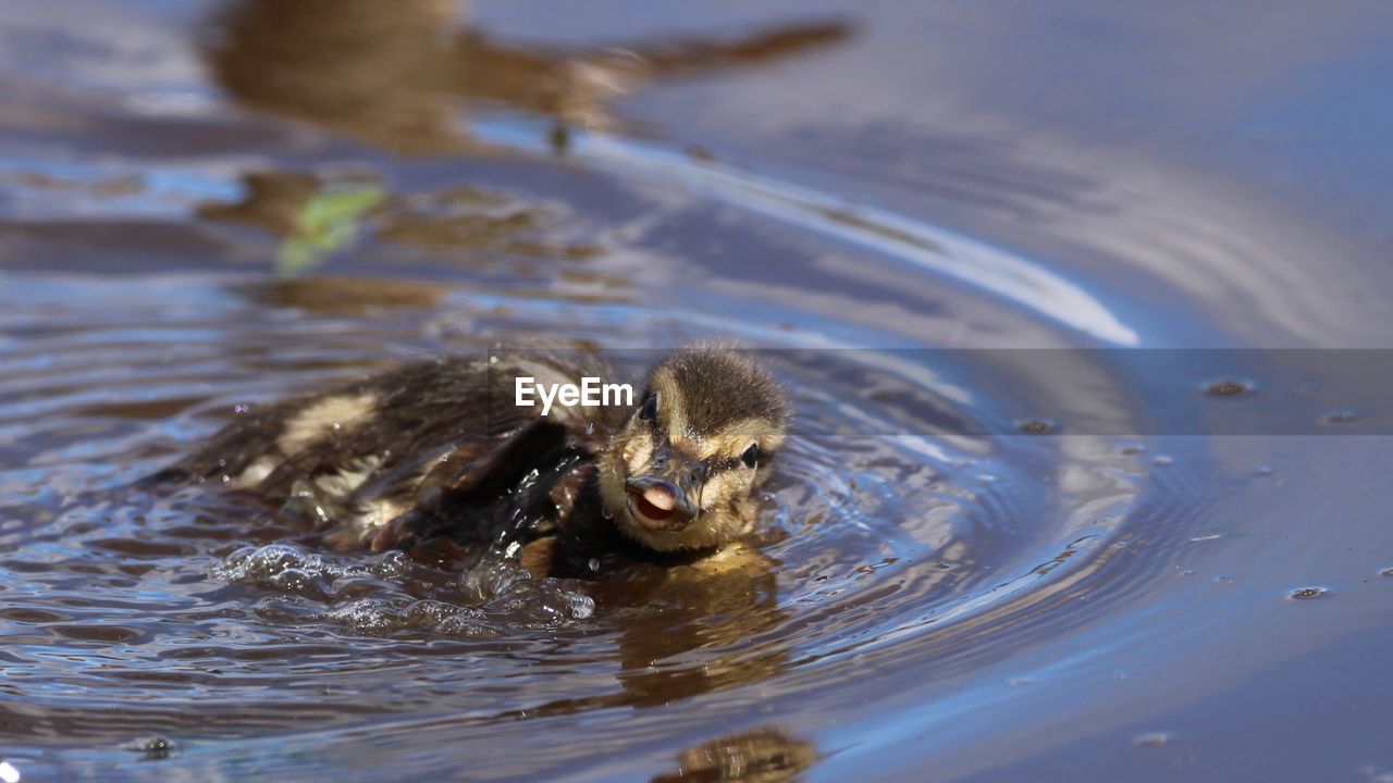 Duck swimming in a lake