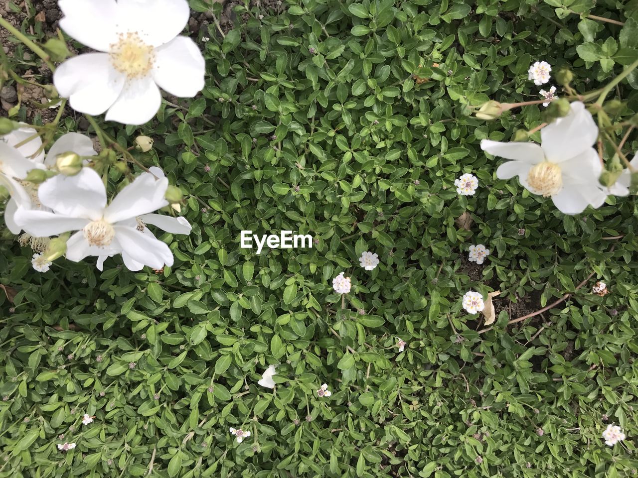 plant, flower, flowering plant, freshness, beauty in nature, white, growth, fragility, petal, nature, high angle view, green, flower head, inflorescence, no people, day, close-up, grass, field, outdoors, leaf, wildflower, plant part, land, springtime