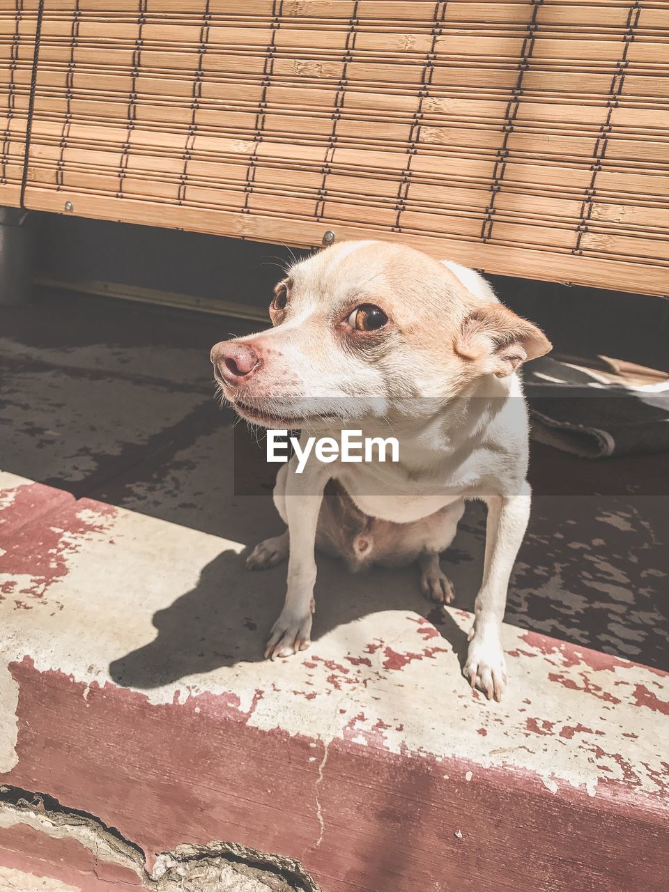 HIGH ANGLE VIEW OF DOG LOOKING AWAY AGAINST BRICK WALL