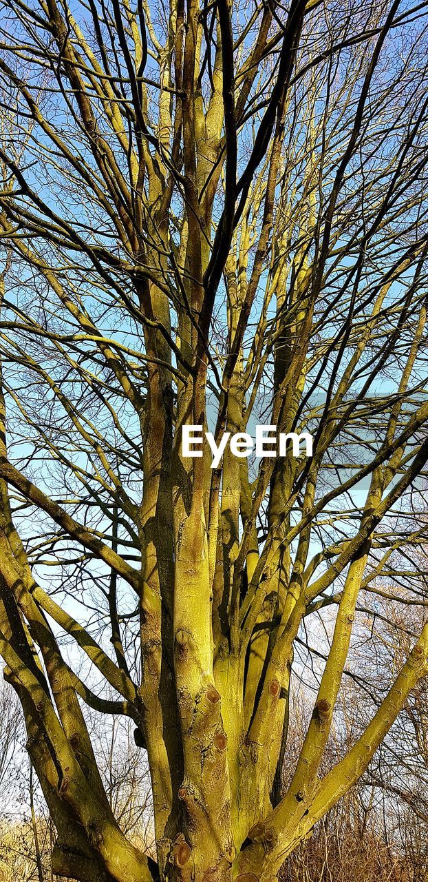 LOW ANGLE VIEW OF TREES AGAINST SKY