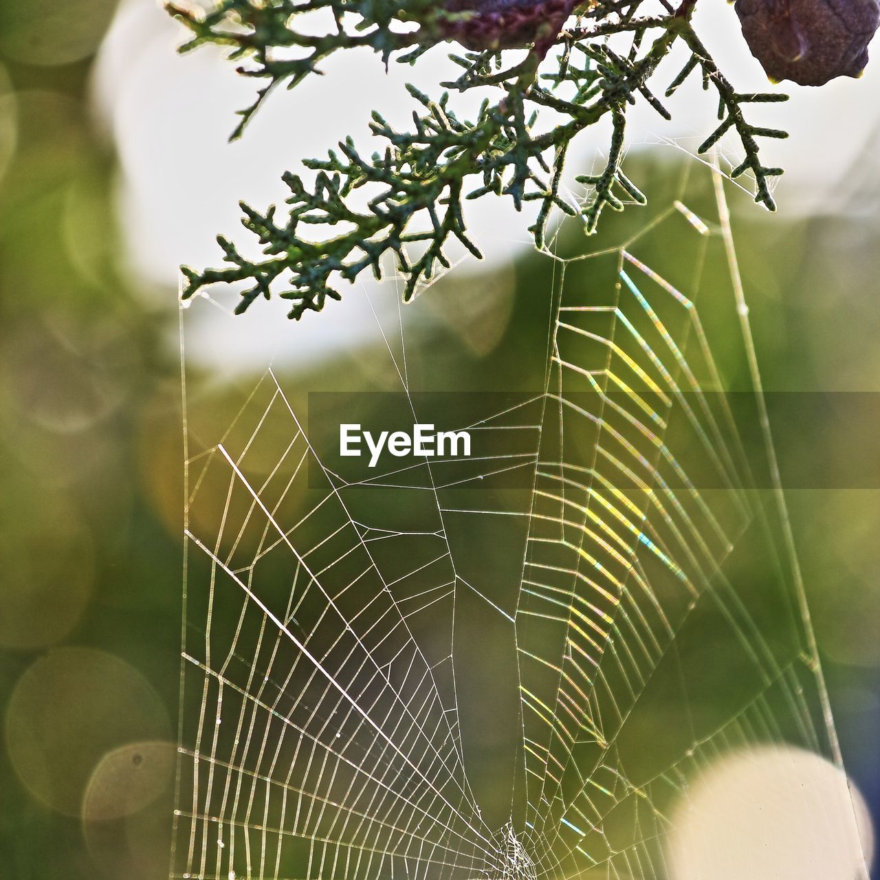 CLOSE-UP OF SPIDER WEB ON PLANT