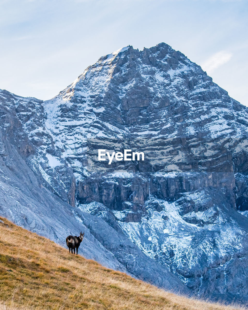 Chamois standing on mountain