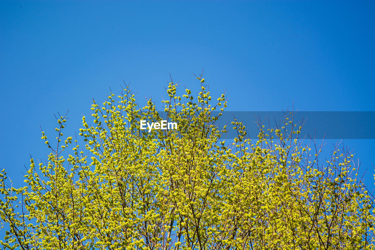 Low angle view of flowering plants against clear blue sky