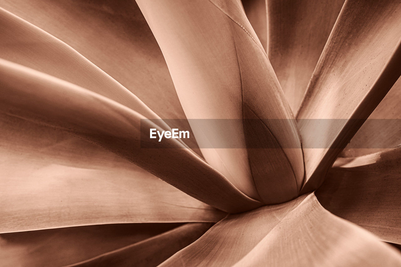 close-up, macro photography, leaf, pattern, no people, flower, backgrounds, abstract, full frame, light, petal, textured, black, sunlight, monochrome, still life photography, brown, black and white, curve, white, nature, monochrome photography, line, wood