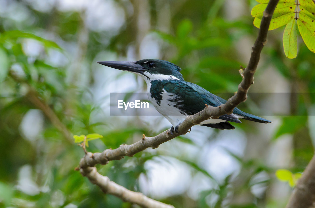 Amazon kingfisher - chloroceryle amazona - female in cano negro
