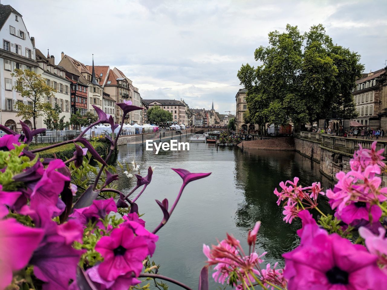 VIEW OF FLOWERING PLANTS BY RIVER