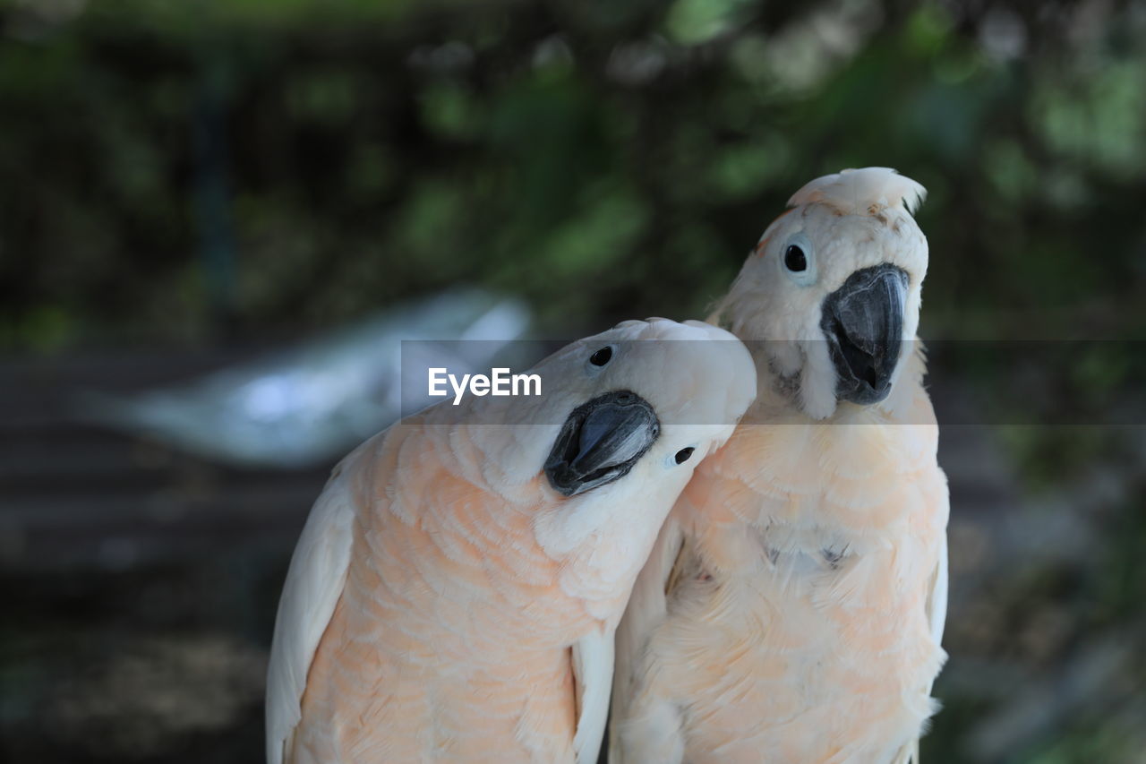 Close-up of bird