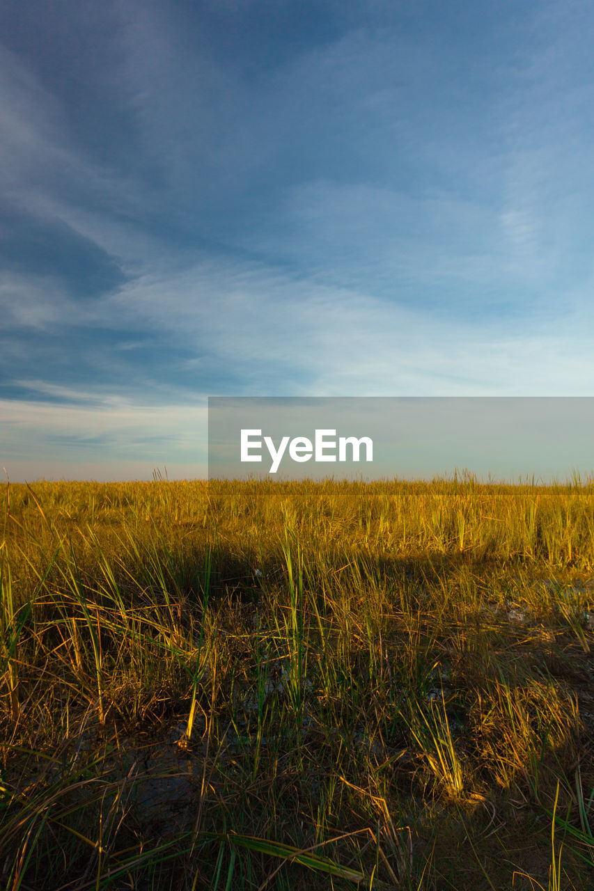 Reeds in the everglades, florida, usa, in evening light with blue sky