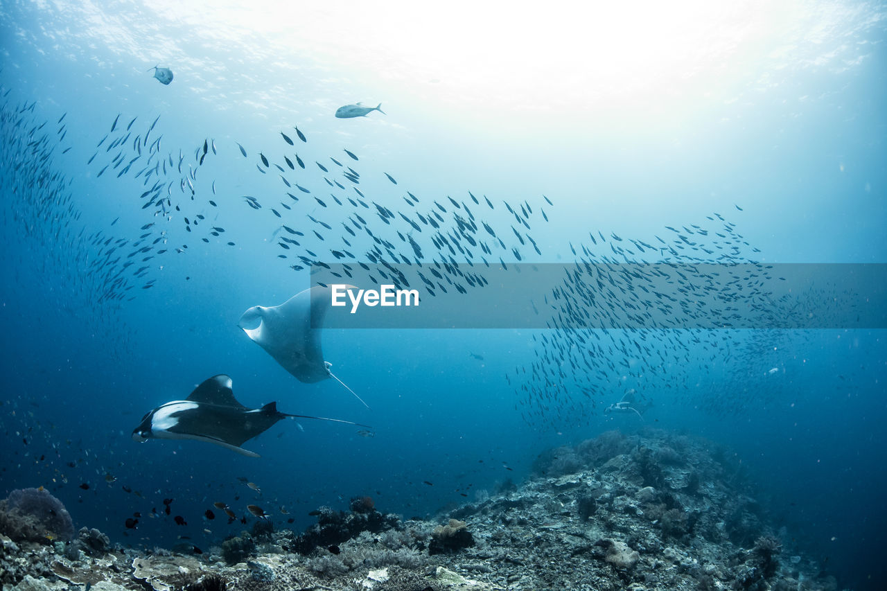 FLOCK OF FISH SWIMMING