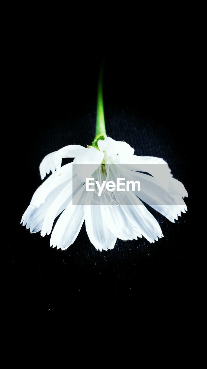 Close-up of flower over black background