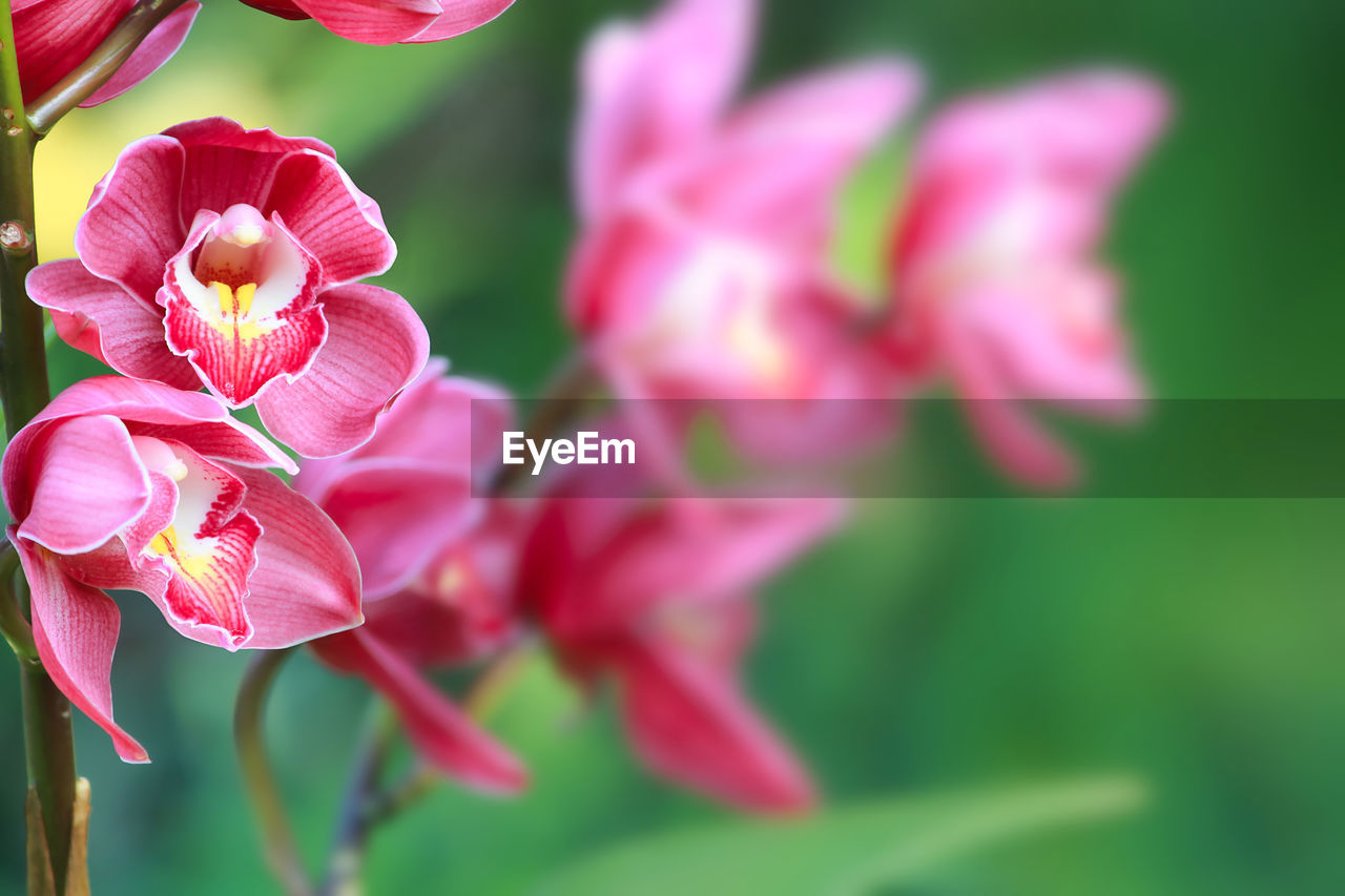 plant, flower, flowering plant, beauty in nature, freshness, pink, close-up, nature, fragility, petal, growth, flower head, blossom, macro photography, inflorescence, plant part, no people, leaf, focus on foreground, springtime, selective focus, outdoors, orchid, tree, botany, summer, green, environment