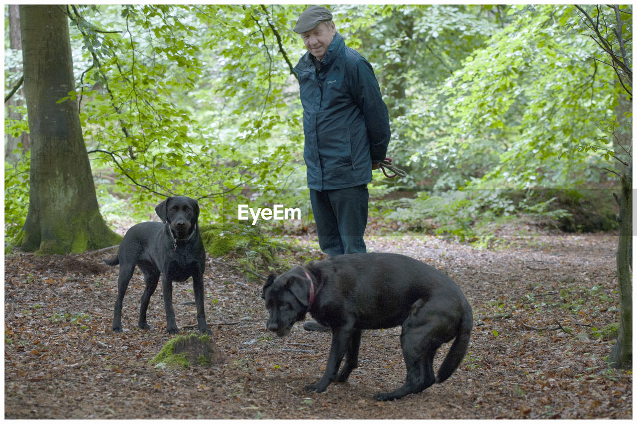 Man with dogs standing against trees in forest