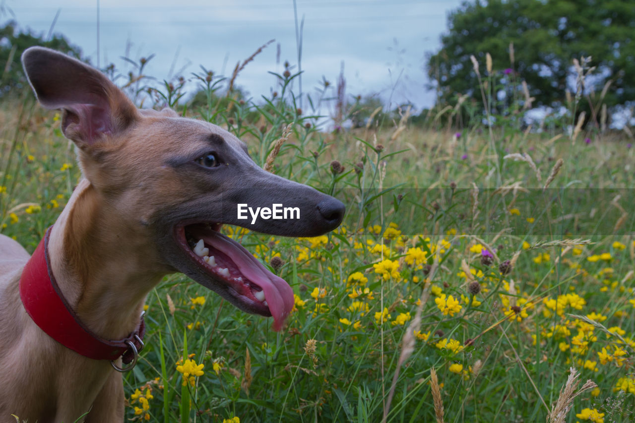 Close-up of dog sticking out tongue on field