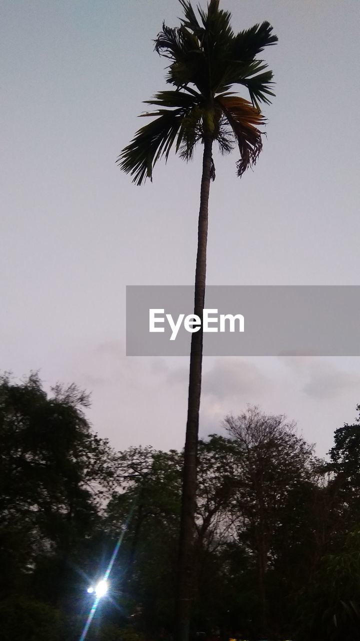 LOW ANGLE VIEW OF SILHOUETTE PALM TREES AGAINST SKY