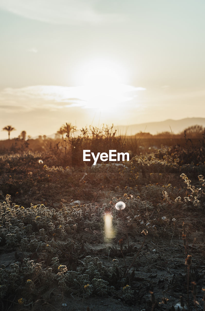 Scenic view of landscape against sky during sunset