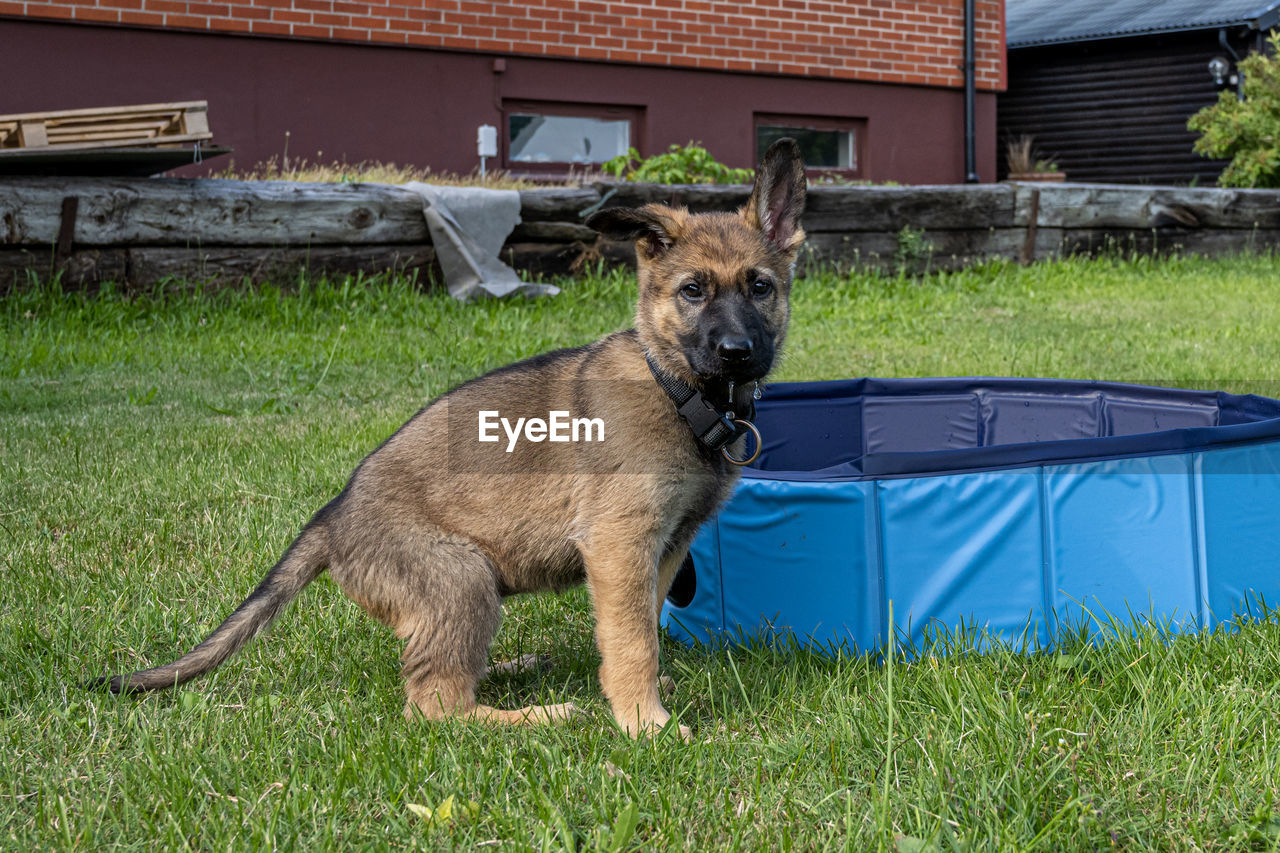 close-up of dogs on grassy field