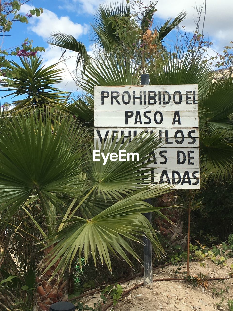 VIEW OF PALM TREES AGAINST SKY