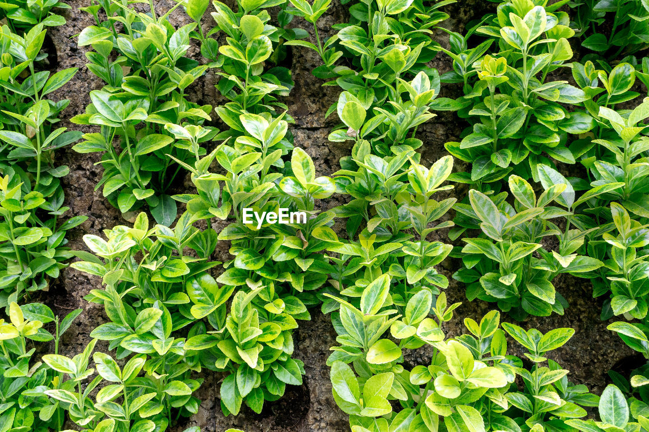 FULL FRAME SHOT OF FRESH GREEN PLANT