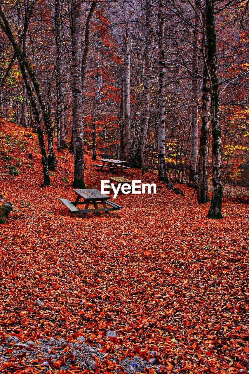 Glade covered in autumn leaves