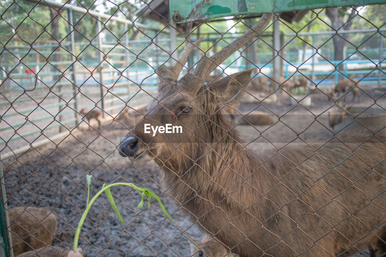 Male deer with big horns in zoo