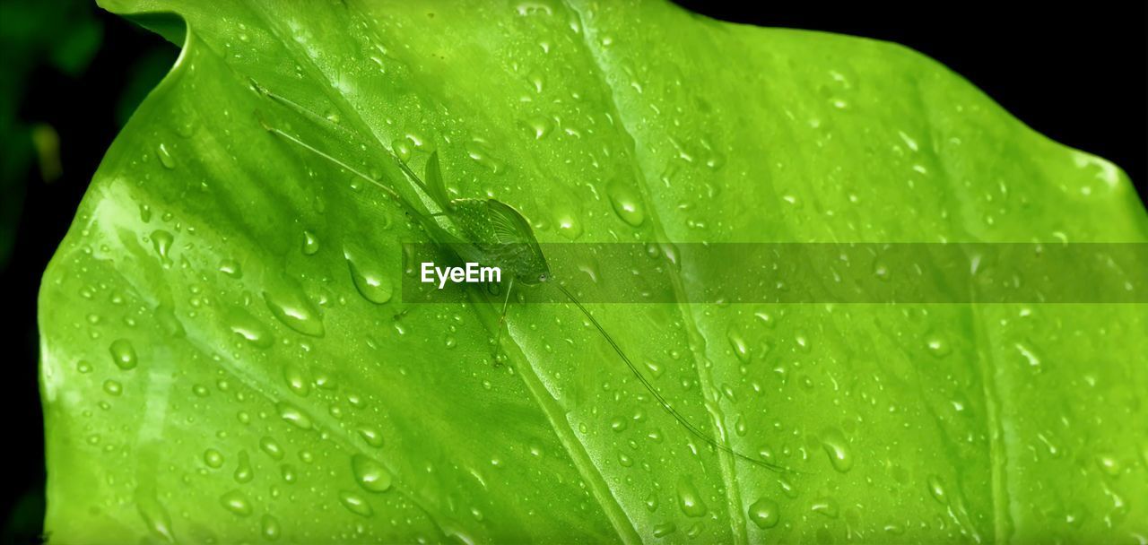 CLOSE-UP OF WATER DROPS ON GREEN LEAVES