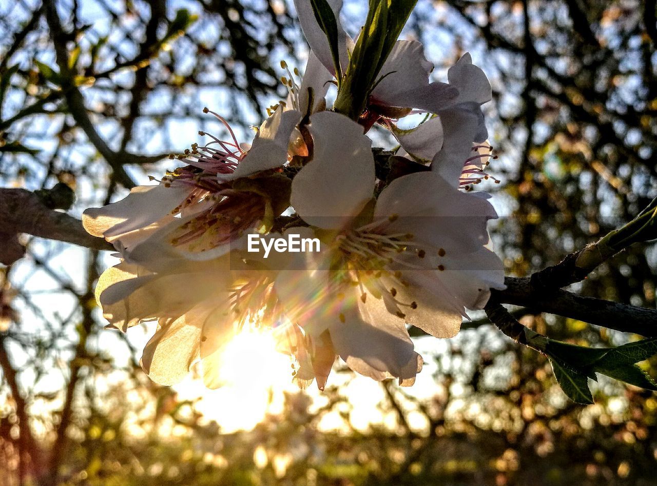 Low angle view of magnolia blossoms in spring