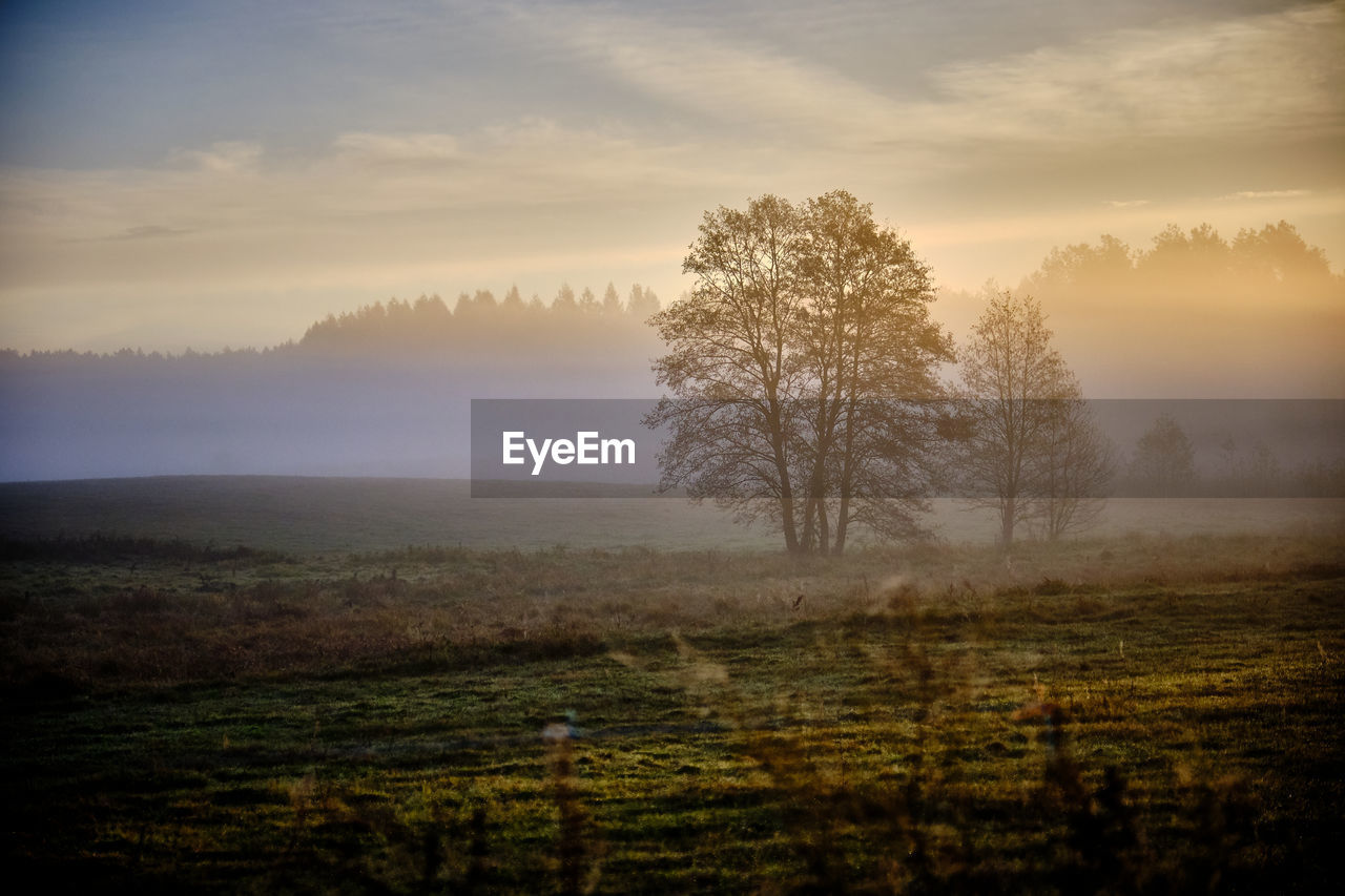 Trees on field against sky during sunset