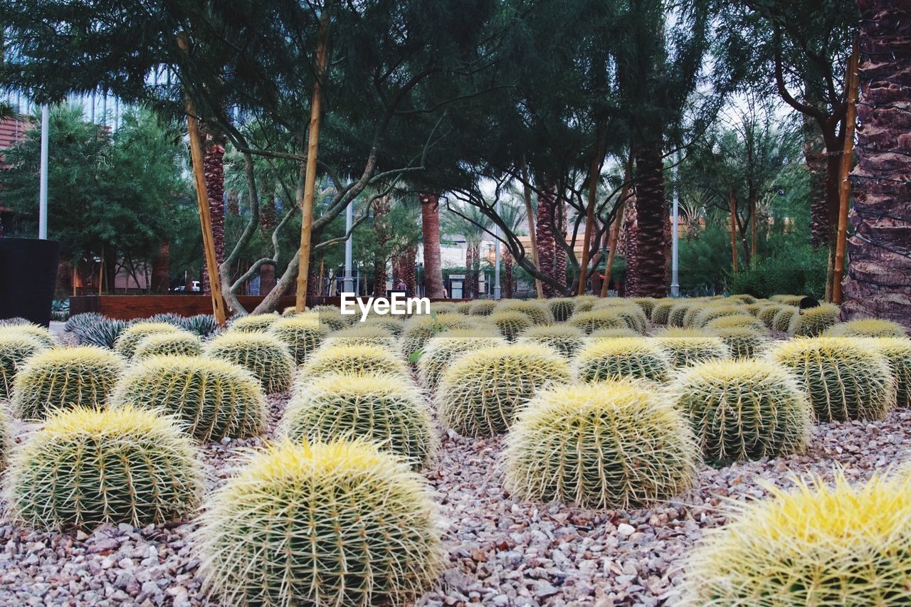 Cactus growing on stones covered field