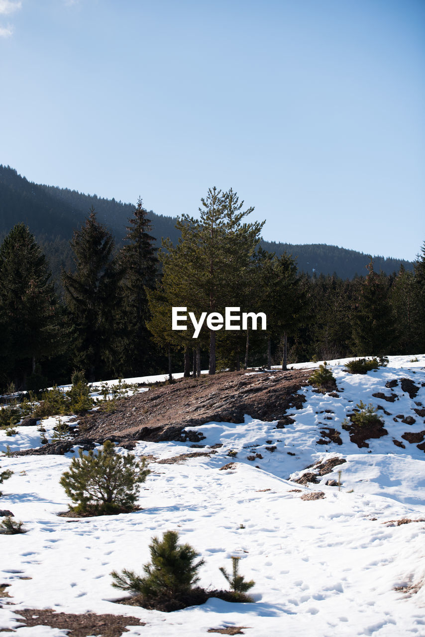 TREES ON SNOW COVERED LAND AGAINST SKY