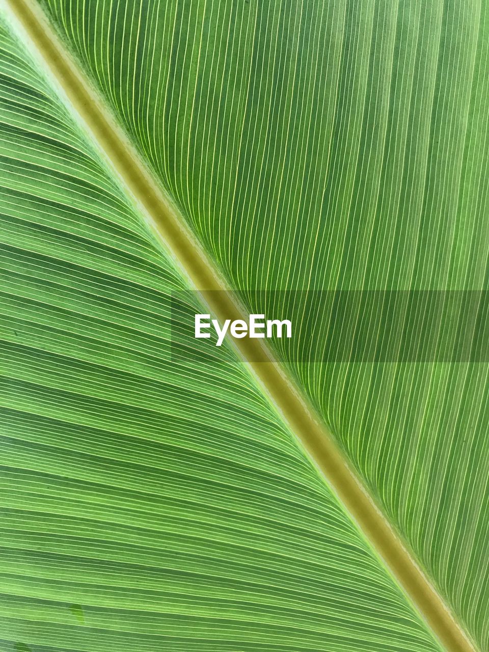FULL FRAME SHOT OF PALM TREE LEAVES WITH SUNLIGHT