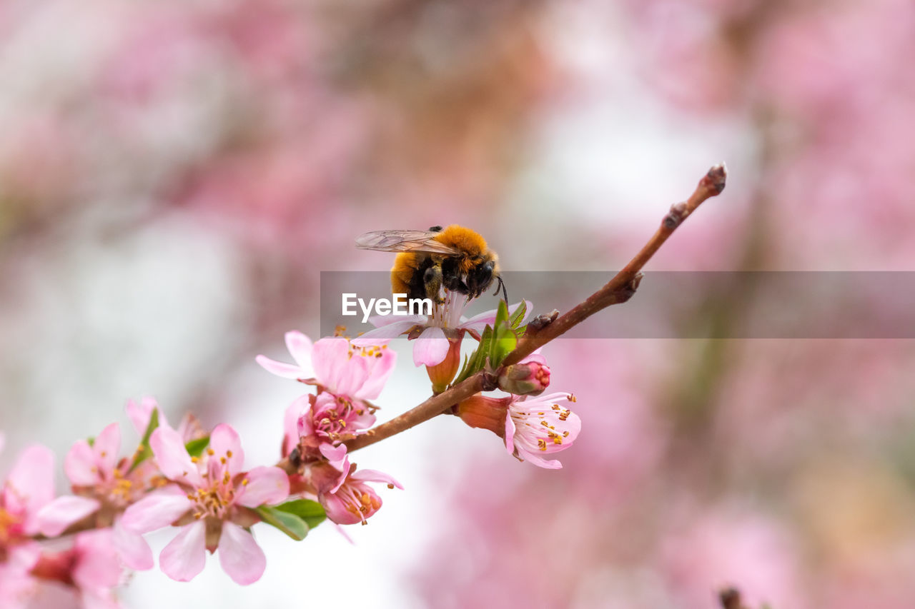 Close-up of bee on pink flower