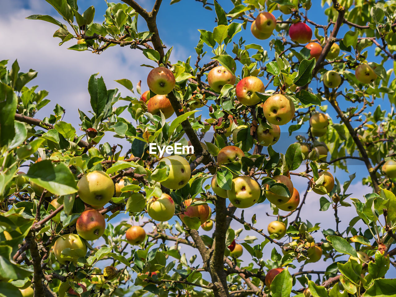 LOW ANGLE VIEW OF APPLES GROWING ON TREE