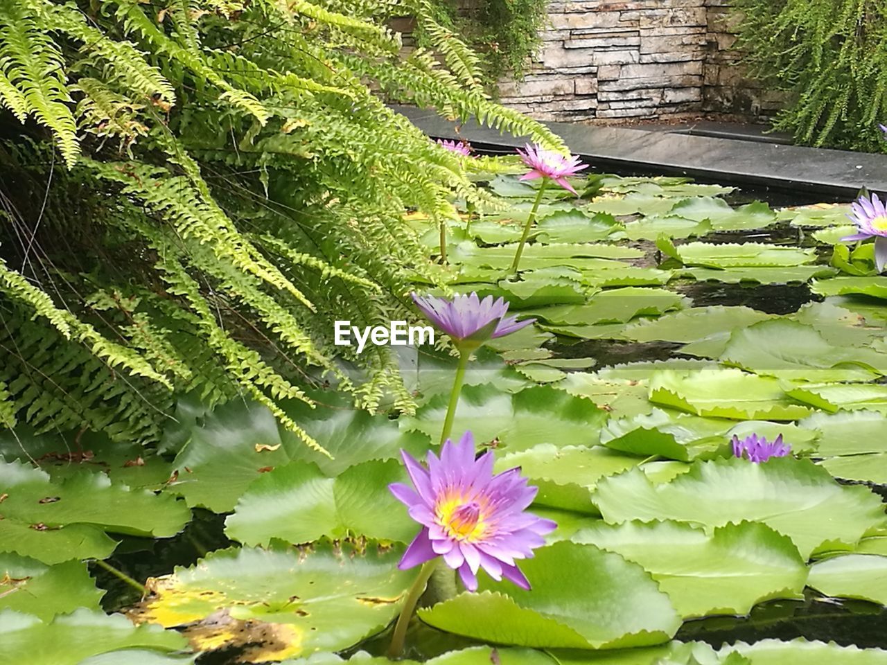 CLOSE-UP OF LOTUS WATER LILY BLOOMING